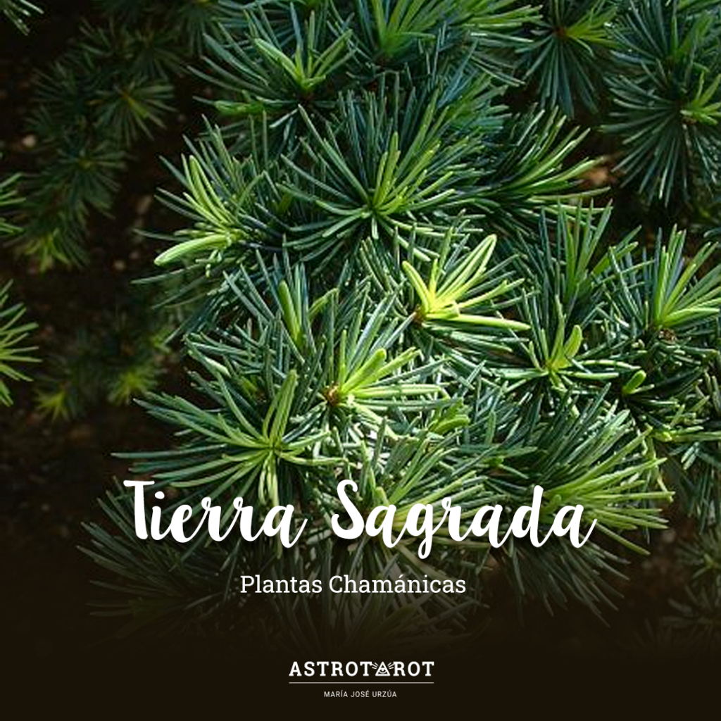 Imagen de hojas de arbol